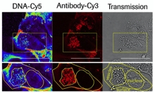 Transfecting eukaryotic cells with chromatin